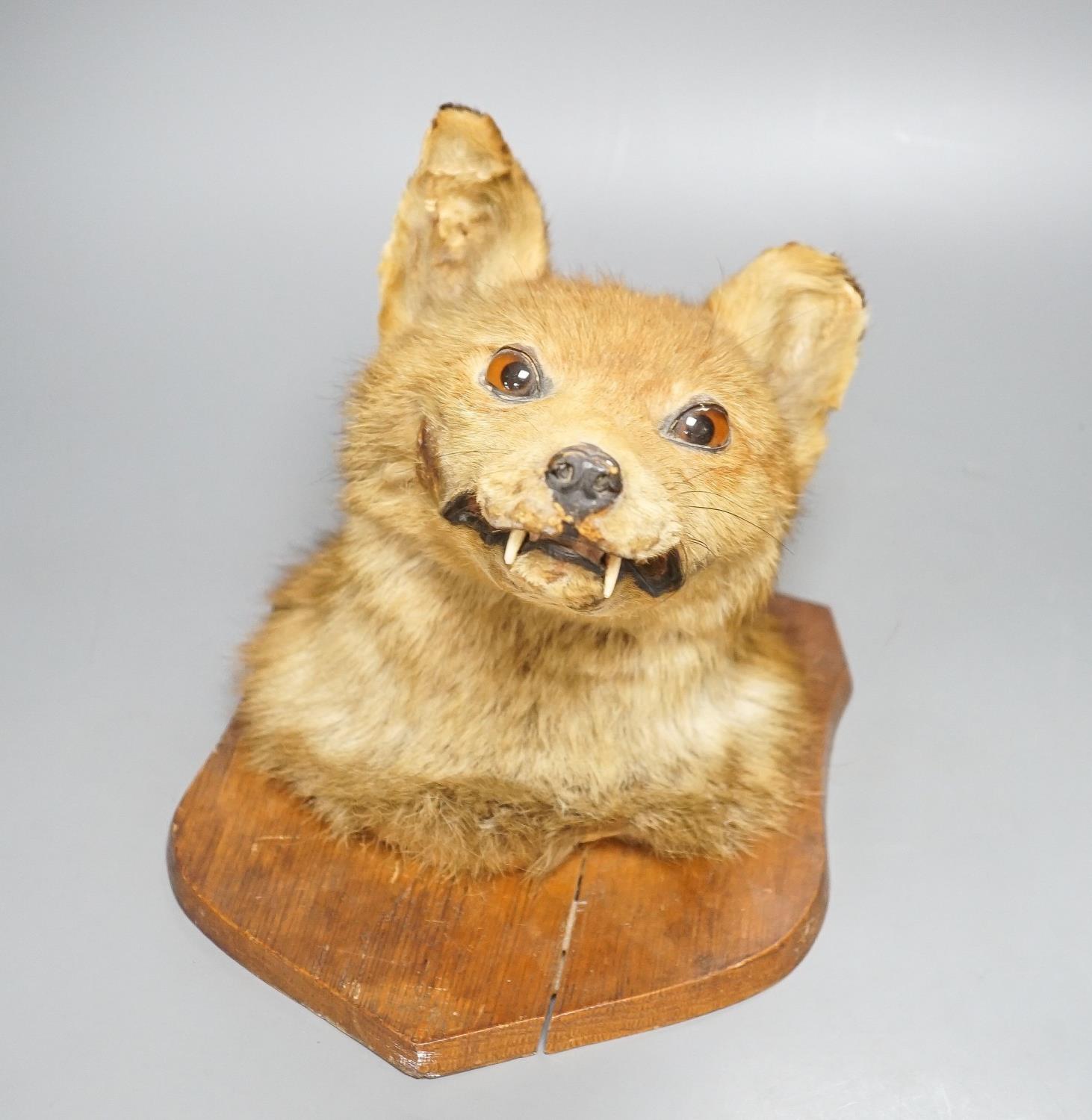 A taxidermy fox's head, mounted - Image 3 of 4