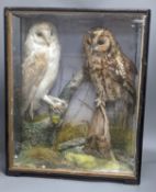 Taxidermic barn and tawny owls in glazed case 55cm