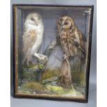 Taxidermic barn and tawny owls in glazed case 55cm