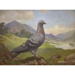 S. H. Hancock, oil on board, Portrait of a racing pigeon in a landscape, signed, 34 x 46cm