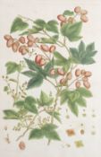 Basilius Baseler (1561-1629), coloured engraving, Botanical study of hops, inscribed in pencil, 44 x