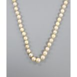 A single strand graduated cultured pearl necklace, with paur shell set clasp, 86cm.