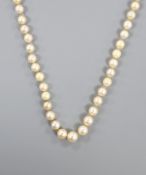 A single strand graduated cultured pearl necklace, with paur shell set clasp, 86cm.