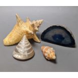 A quantity of various sea shells and fossils etc.