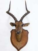 A taxidermy Common Impala (Aepyceros Melampus) c1872, on an oak shield 'Pallah Zululand, 1872'