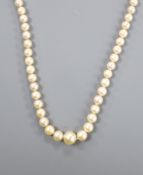 A single strand graduated cultured pearl necklace, with part of a 9ct gold clasp, 43cm.