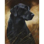 John Trickett (b.1953), oil on canvas, Portrait of a Black Labrador, signed, 50 x 40cm