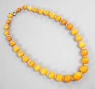 A single strand graduated amber bead necklace, with paste spacers, 42cm, gross weight 31 grams.