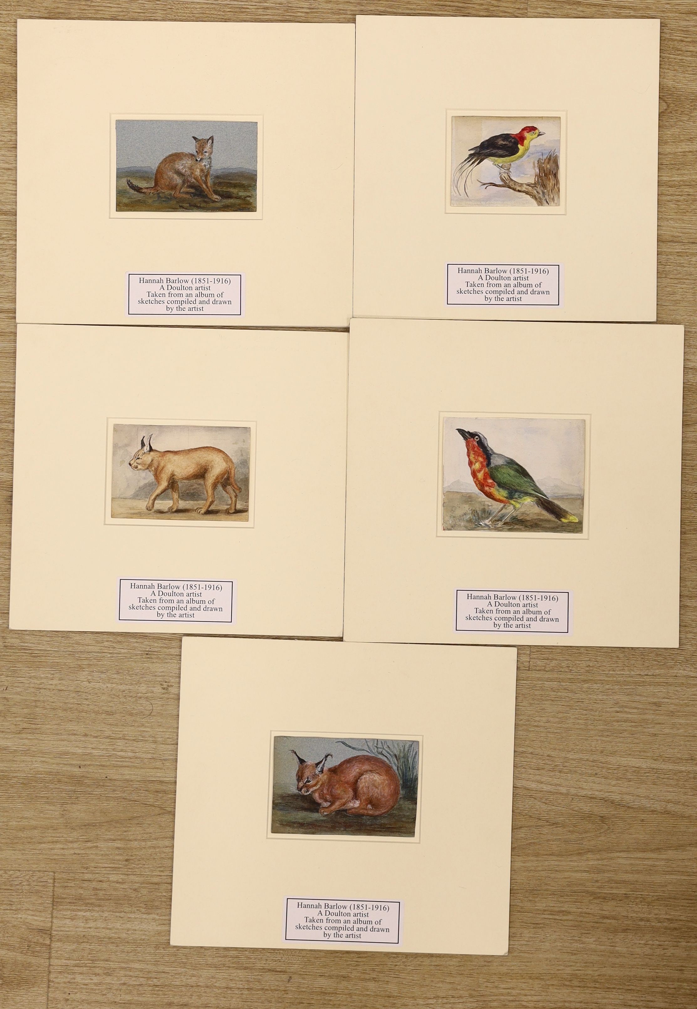 Hannah Barlow (1851-1916) - five watercolours on paper, Great African Shrike, two of Caracals, a fox