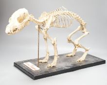 A vetinary skeleton dog demonstration display model,50 cms wide.