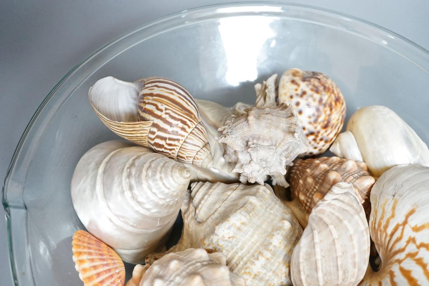 A collection of seashells, in a glass cream pail, 36cm diameter - Image 3 of 5