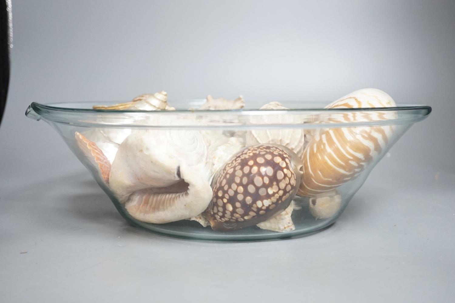 A collection of seashells, in a glass cream pail, 36cm diameter - Image 5 of 5