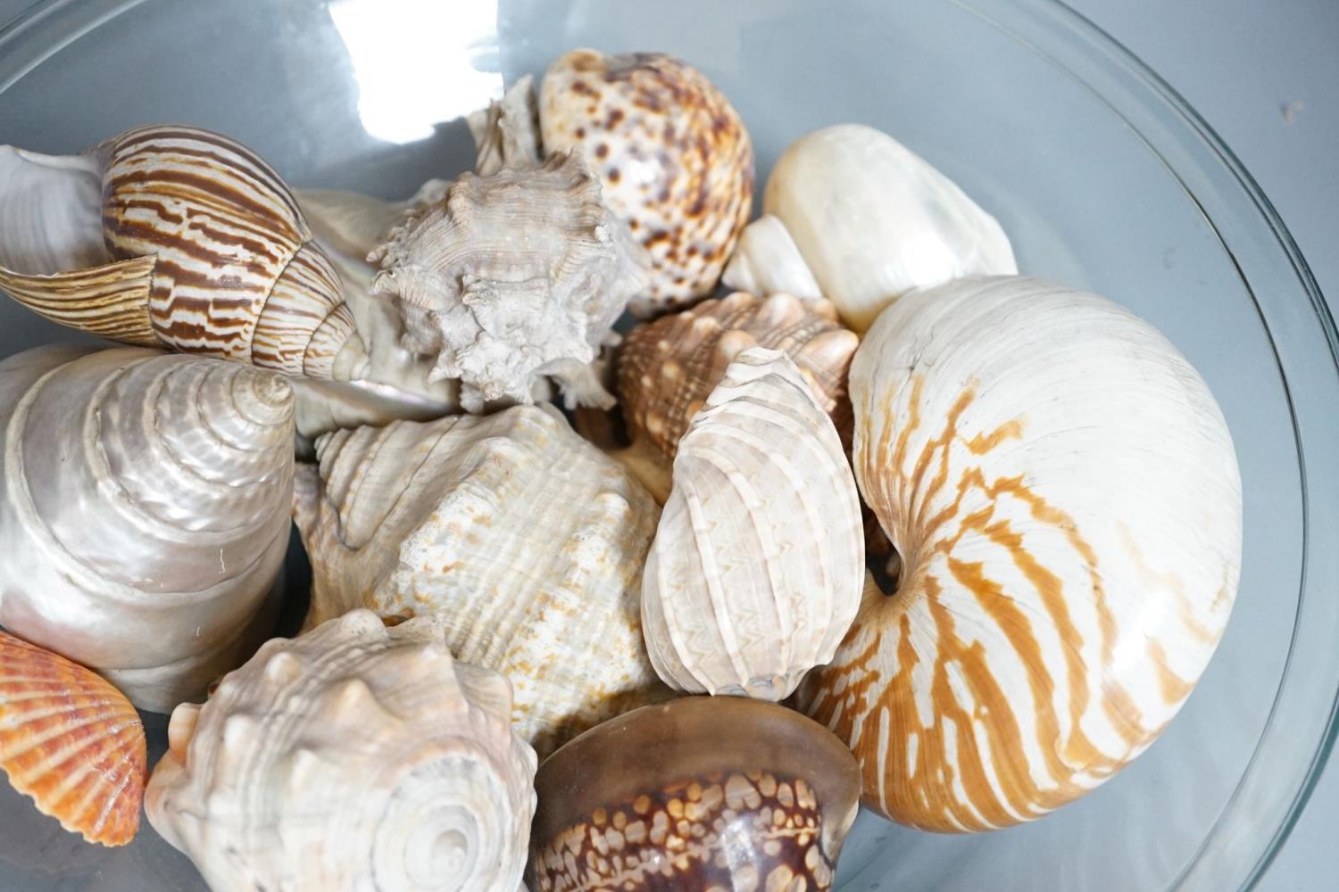 A collection of seashells, in a glass cream pail, 36cm diameter - Image 4 of 5