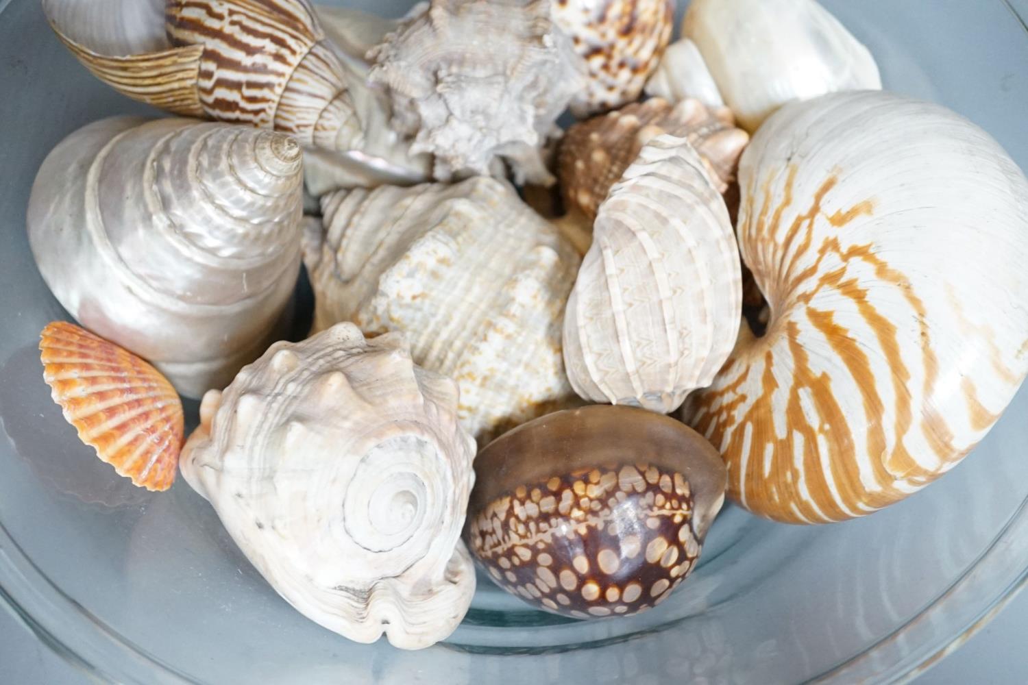 A collection of seashells, in a glass cream pail, 36cm diameter - Image 2 of 5