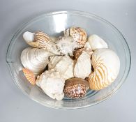 A collection of seashells, in a glass cream pail, 36cm diameter