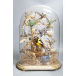 A Victorian menagerie of exotic taxidermic birds and moths, under glass dome, 50cm