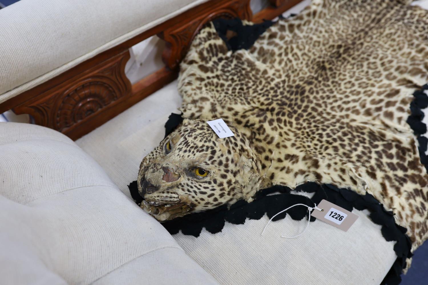 A taxidermy leopard skin rug, complete with head, nose to tail 160cm - Image 2 of 2