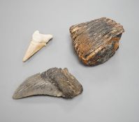 A mammoth tooth, a megalodon tooth and smaller shark tooth,Mammoth tooth 9cms high.