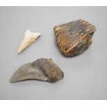 A mammoth tooth, a megalodon tooth and smaller shark tooth,Mammoth tooth 9cms high.