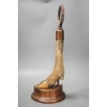 A Victorian taxidermic deer's hoof door-stop with copper cased base 48cm