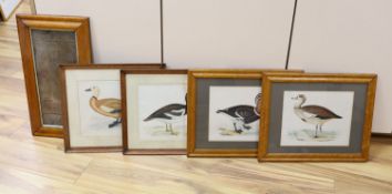 Victorian School, four coloured engravings, Red Breasted Goose, Egyptian Goose, Spur Winged Goose