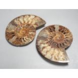 A polished hardstone ammonite fossil, in two halves