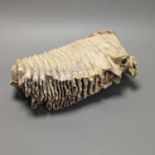 A large semi fossilised woolly mammoth tooth, 31 cm