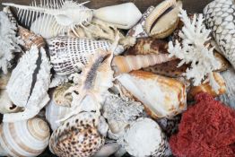 A collection of shells etc. in a box