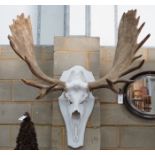 A large moose antler and skull wall trophy on painted wood backplate, width 110cm, height 120cm