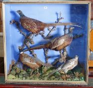 A large early 20th century taxidermy display of four pheasants in naturalistic setting, width 100cm,