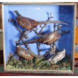 A large early 20th century taxidermy display of four pheasants in naturalistic setting, width 100cm,