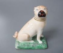A Derby pug dog of large size, c.1810-30, naturalistically painted, sitting on his haunches