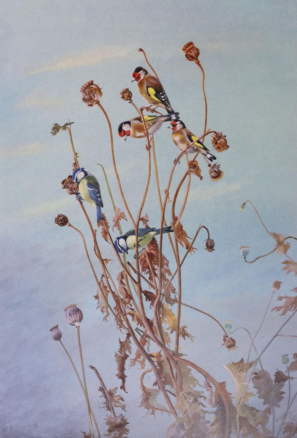° ° Rickman, Philip - A Selection of Bird Paintings and Sketches, one of 500 signed by the artist, - Image 5 of 11