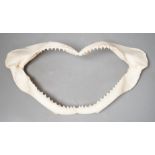 A shark's jaw, 34.5cm wide