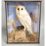 A taxidermy perched barn owl by G&J Ambrose, Colchester in glazed wooden case - 40cm high