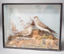 A pair of taxidermy standing Collared Pratincoles in glazed wooden case by T.M. Williams of Oxford