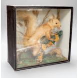 A taxidermy perched red squirrel in glazed wooden case - 31 x 33cm