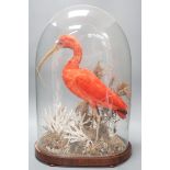 A 19th century taxidermic scarlet ibis, cracked glass dome 53cm