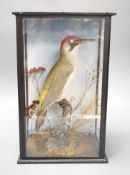 A taxidermy perched green woodpecker, dated 1905 - 36.5 x 22.5cm