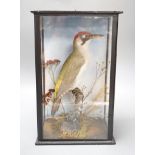 A taxidermy perched green woodpecker, dated 1905 - 36.5 x 22.5cm