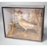 A taxidermy standing Corncrake in glazed wooden case by Roberts & son of Norwich - 27 x 32cm