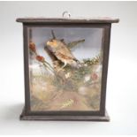 A late 19th/early 20th century taxidermy zebra finch in glazed wooden case - 19cm