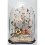 A 19th century display of taxidermic exotic birds including hummingbirds under a glass dome. 59cm