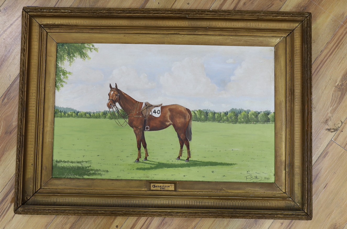 Tanis Batter, oil on board of a race horse 'Genevieve 1960' 37x59cm - Image 2 of 4