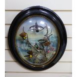 A Victorian taxidermic bouquet of humming birds in convex oval frame - approx 60cm high