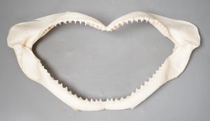 A shark's jaw, 34.5cm wide