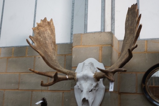 A large moose antler and skull wall trophy on painted wood backplate, width 110cm, height 120cm - Image 3 of 3