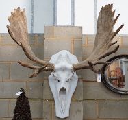 A large moose antler and skull wall trophy on painted wood backplate, width 110cm, height 120cm