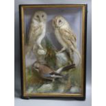 A pair of taxidermic perched Barn Owls, together with a Jay amongst terrain in wooden glazed