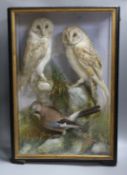 A pair of taxidermic perched Barn Owls, together with a Jay amongst terrain in wooden glazed